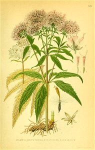 Eupatorium cannabinum001