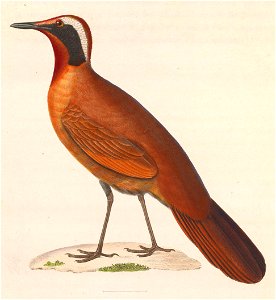 Eupetes macrocerus 1838