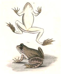 Euphlyctis cyanophlyctis Hardwicke