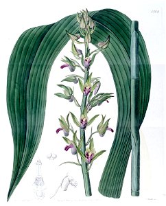 Eulophia alta (as Cyrtopodium woodfordii) - Edwards vol 18 pl 1508 (1832)