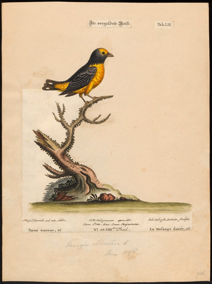 Euphonia chlorotica - 1700-1880 - Print - Iconographia Zoologica - Special Collections University of Amsterdam - UBA01 IZ15900417