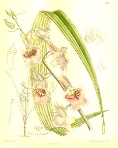 Eulophia cucullata (as Lissochilus stylites) - Curtis' 137 (Ser. 4 no. 7) pl. 8397 (1911)
