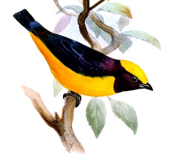 Euphonia saturata - Joseph Smit
