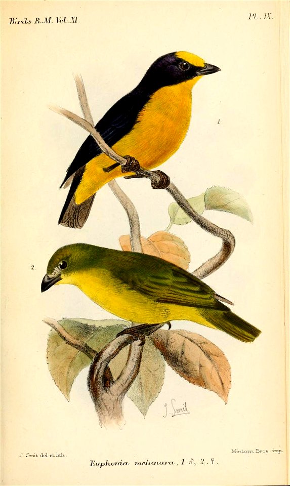 EuphoniaMelanuraSmit