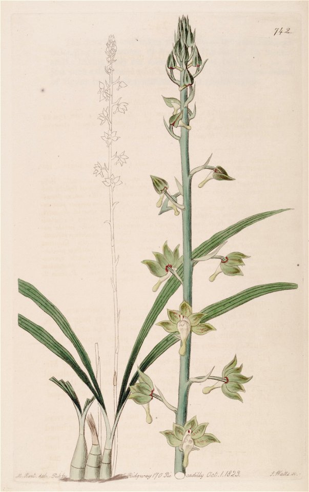 Eulophia gracilis - Bot. Reg. 9 pl. 742 (1823)