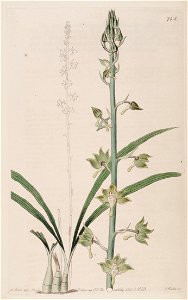Eulophia gracilis - Bot. Reg. 9 pl. 742 (1823). Free illustration for personal and commercial use.