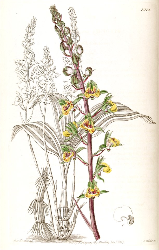 Eulophia pulchra (as Eulophia macrostachya) - Edwards vol 23 pl 1972 (1837)