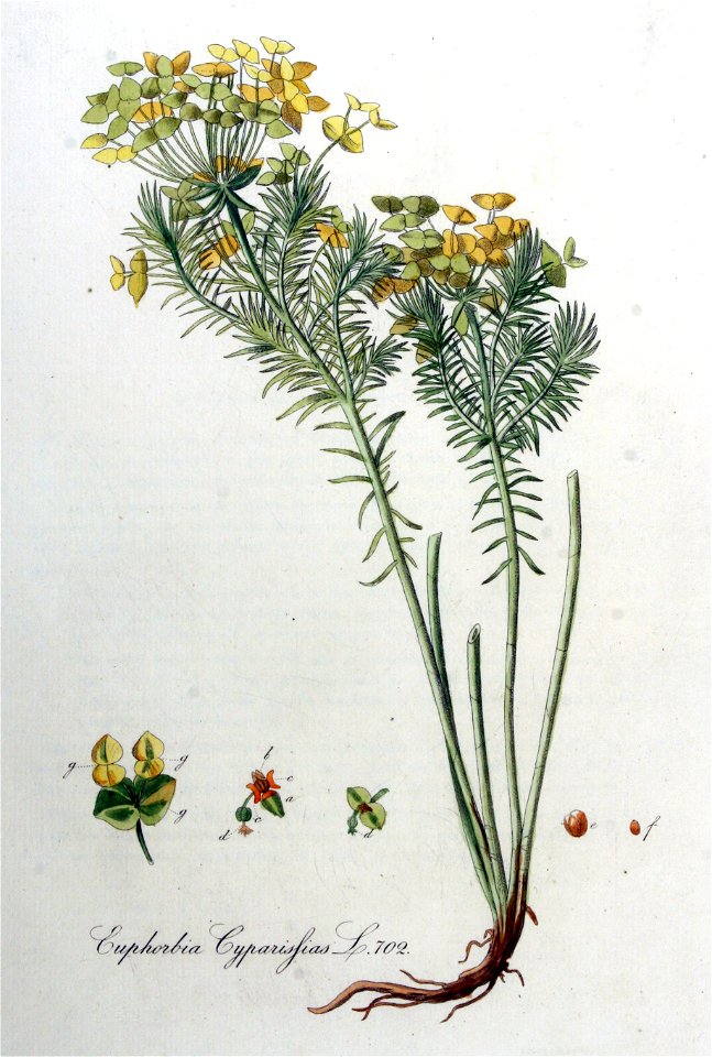 Euphorbia cyparissias — Flora Batava — Volume v9