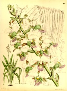Eulophia rosea (as Lissochilus sandersonii) - Curtis' 112 (Ser. 3 no. 42) pl. 6858 (1886)