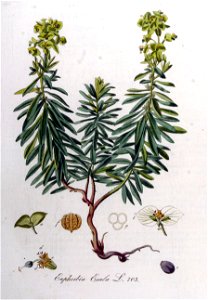 Euphorbia esula — Flora Batava — Volume v9