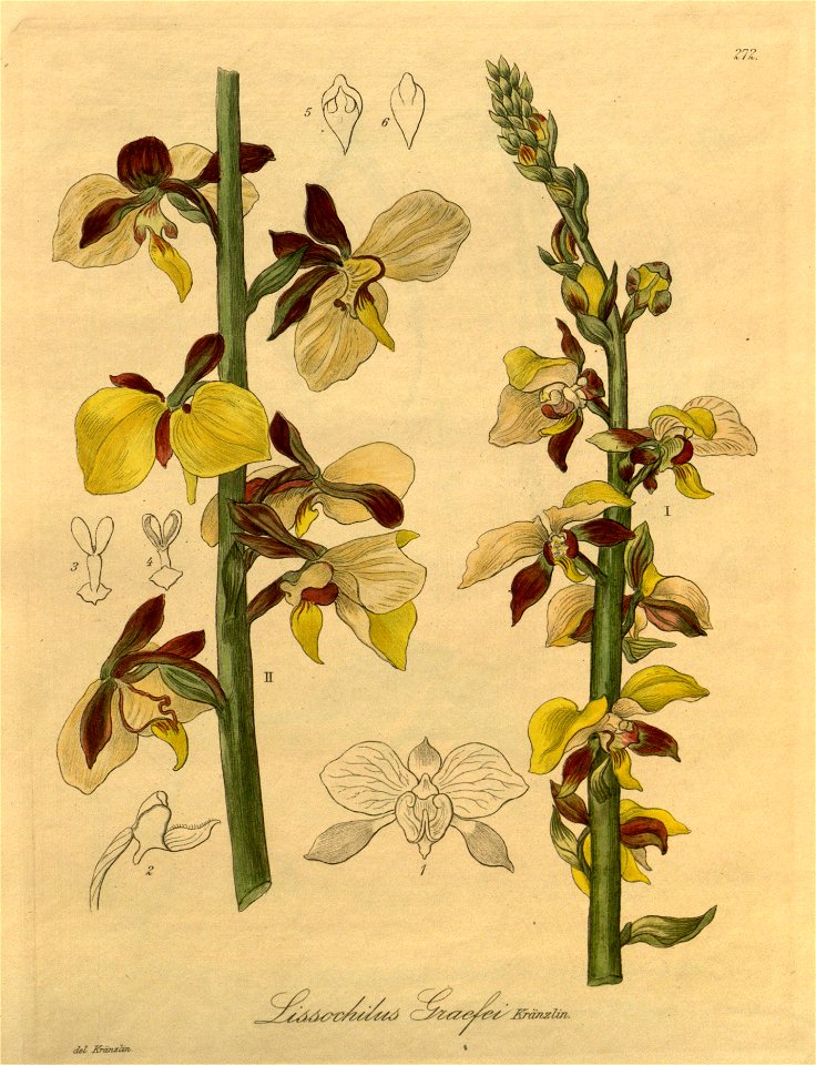 Eulophia streptopetala var. streptopetala (as Lissochilus graeferi)- Xenia 3 pl 272