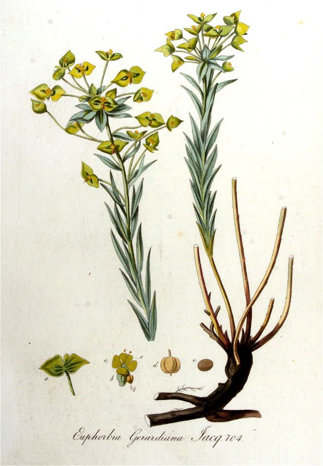 Euphorbia gerardiana — Flora Batava — Volume v9