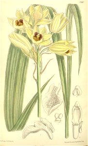 Eulophia zeyheri