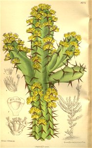 Euphorbia ledienii 135-8275