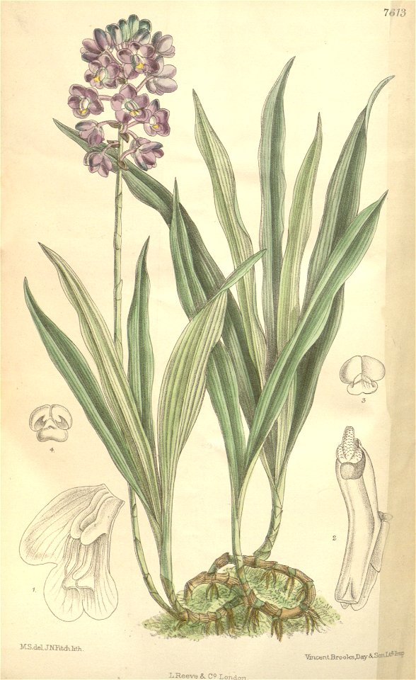 Eulophiella roempleriana - plant (as Eulophiella peetersiana) - Curtis' 124 (Ser. 3 no. 54) pl. 7613 (1898)