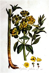 Euphorbia palustris — Flora Batava — Volume v1
