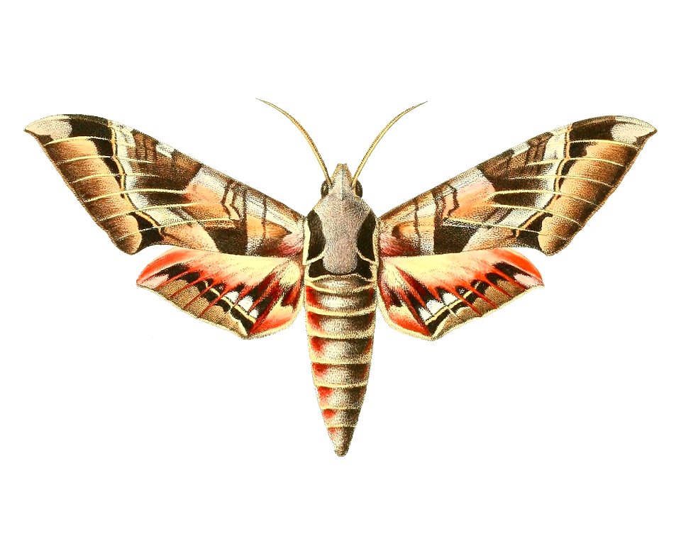 Eumorpha typhon