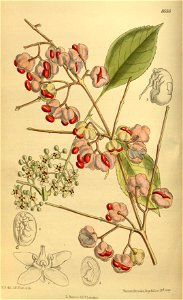 Euonymus bungeanus 142-8656