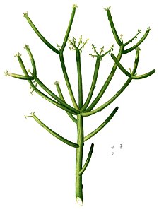 Euphorbia tirucalli Blanco1.210b-cropped
