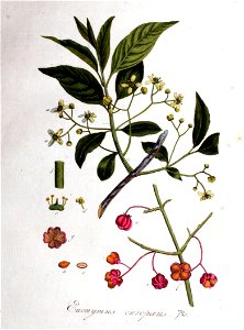 Euonymus europaeus — Flora Batava — Volume v1