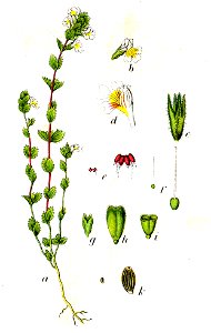 Euphrasia nemorosa Sturm58