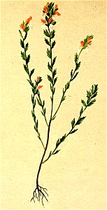 Euphrasia salisburgensis Atlas Alpenflora