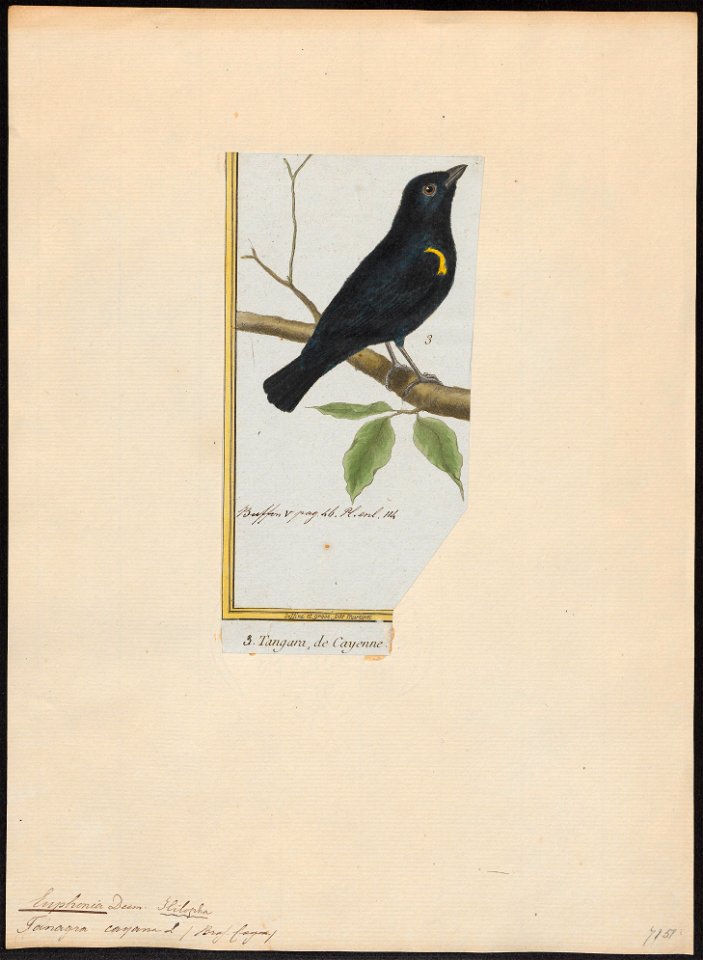Euphonia cayana - 1700-1880 - Print - Iconographia Zoologica - Special Collections University of Amsterdam - UBA01 IZ16100307