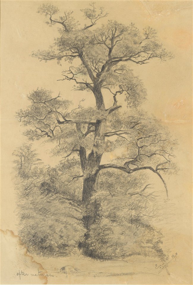 Eugène Jansson From Nature Thielska 149b