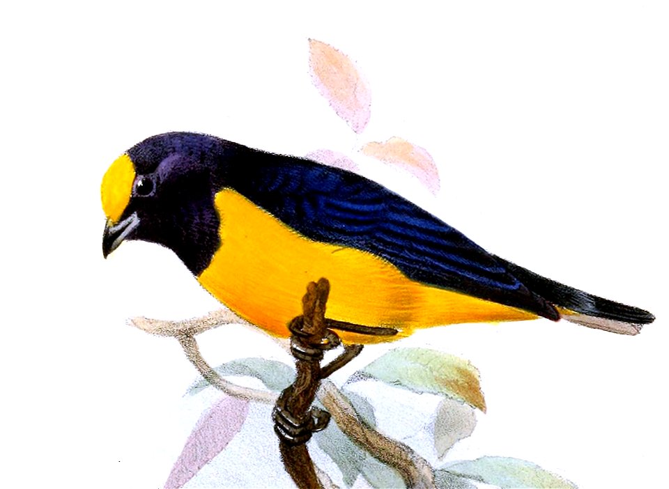 Euphonia finschi - Joseph Smit