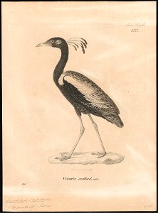 Eupodotis aurita - 1700-1880 - Print - Iconographia Zoologica - Special Collections University of Amsterdam - UBA01 IZ17200069