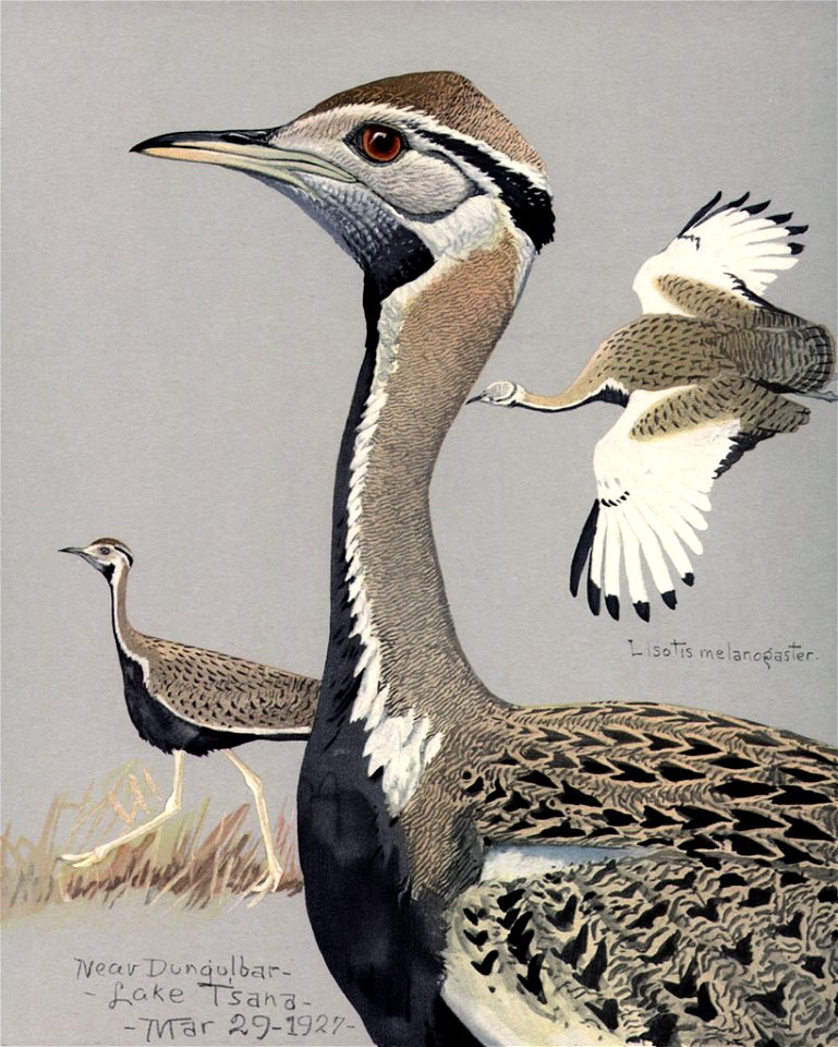 Eupodotis melanogasterEYP18A