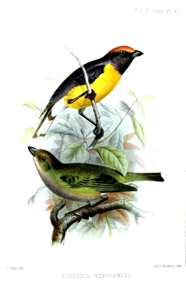 EuphoniaRufivertexSmit