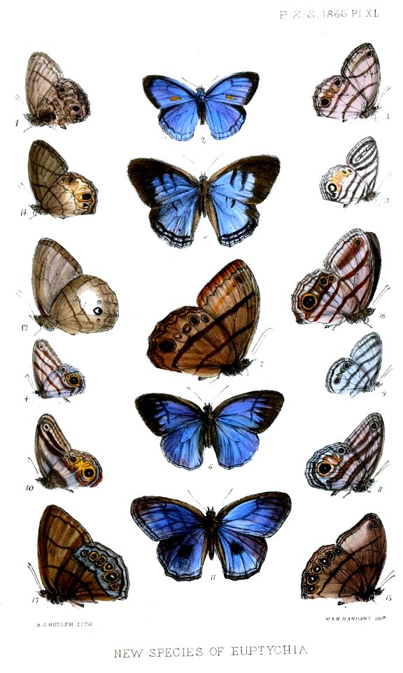 Euptychia2ButlerPZSL1866