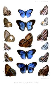 Euptychia2ButlerPZSL1866