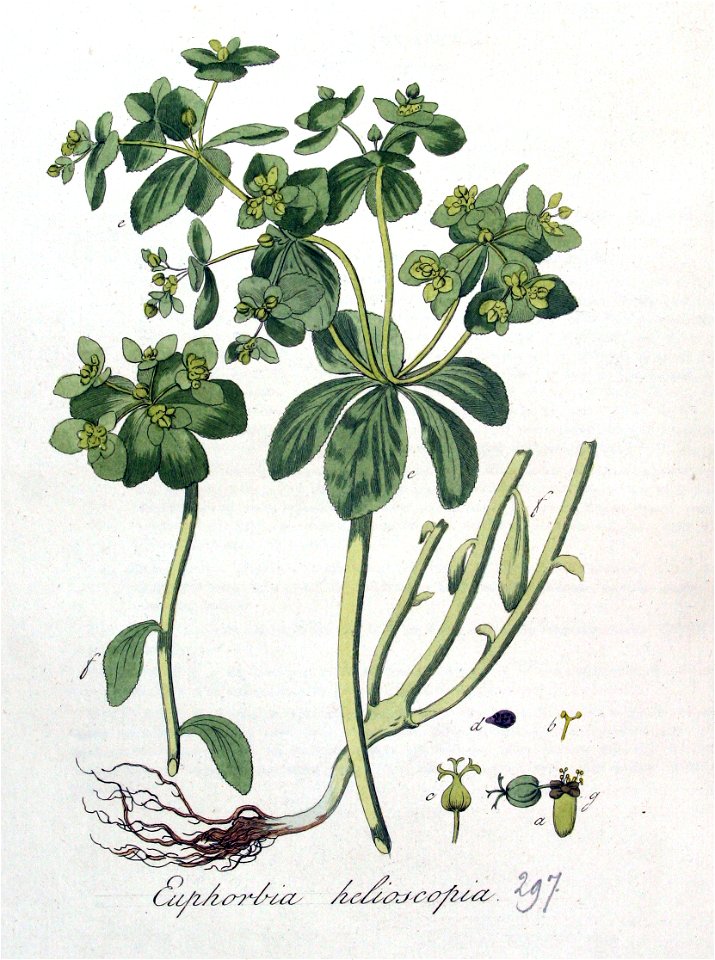 Euphorbia helioscopia — Flora Batava — Volume v4