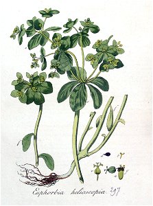 Euphorbia helioscopia — Flora Batava — Volume v4