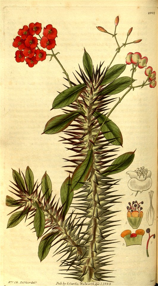 Euphorbia milii var. splendens Bot. Mag. 56. t. 2902. 1829