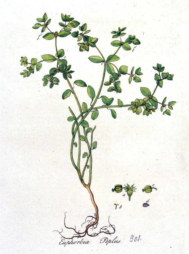 Euphorbia peplus — Flora Batava — Volume v4