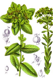 Euphorbia spp Sturm29