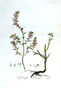 Euphrasia odontites — Flora Batava — Volume v3
