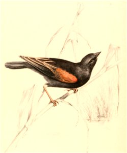 Euplectes axillaris axillaris 1838