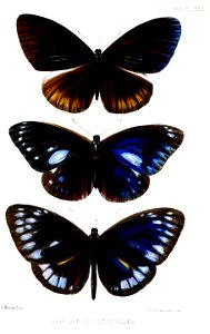 Euploea2ButlerPZSL1866