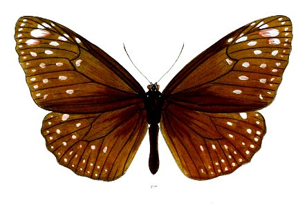 EuploeaPhoebus 38 1a