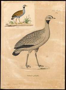 Eupodotis caerulescens - 1700-1880 - Print - Iconographia Zoologica - Special Collections University of Amsterdam - UBA01 IZ17200063