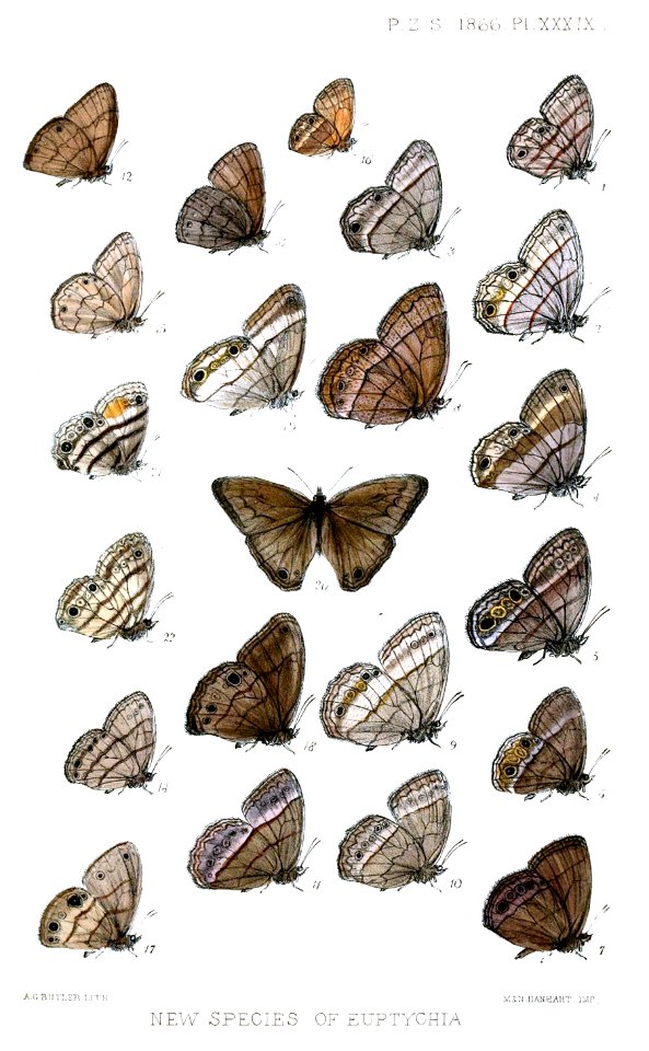 Euptychia1ButlerPZSL1866