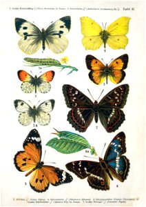 European-butterfly 044-II