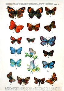 European-butterfly 060-VI