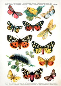 European-butterfly 072-X