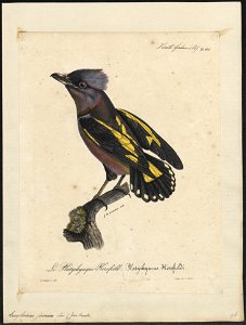 Eurylaimus javanus - 1825-1834 - Print - Iconographia Zoologica - Special Collections University of Amsterdam - UBA01 IZ16700273
