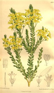 Euryops virgineus 135-8291